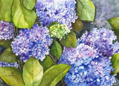 3.2 Hydrangea by Teo Kien Loo $1500